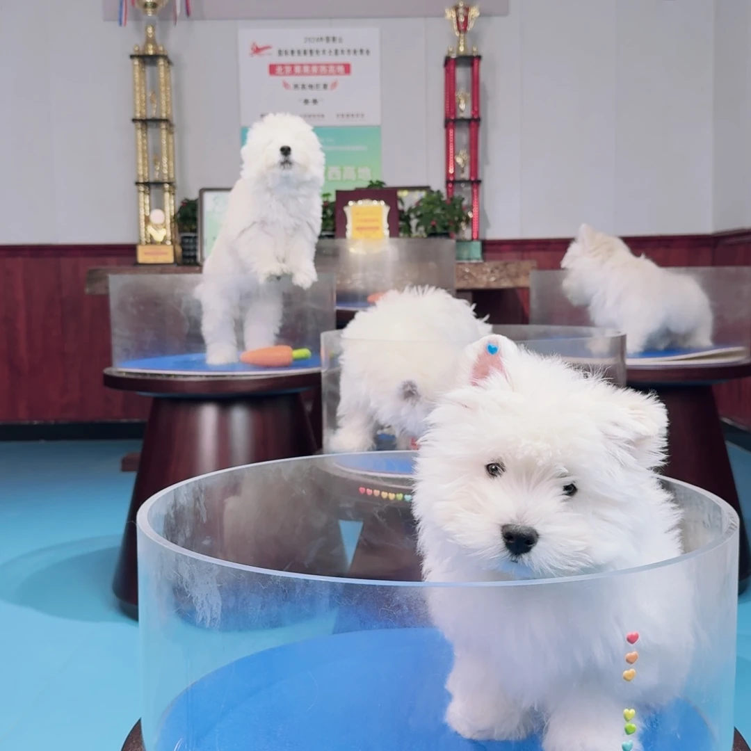 双十二大促买狗立减三千元