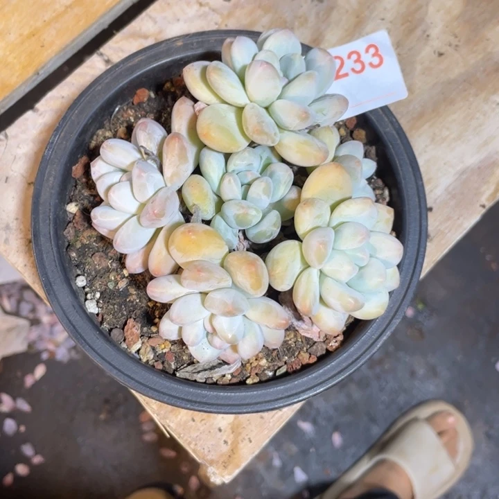 233满20包邮脱土发货