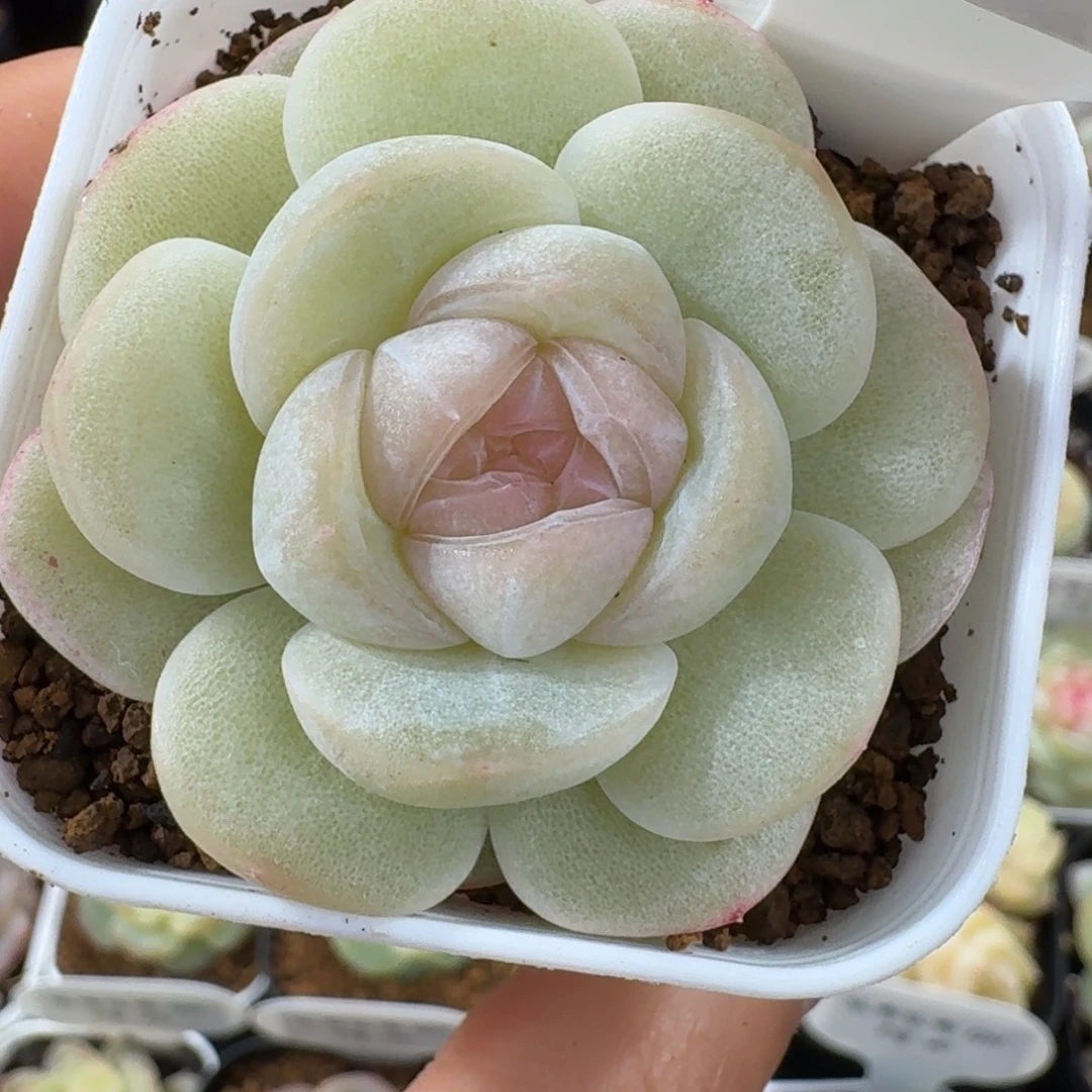 1211-41-望舒单头一颗多肉