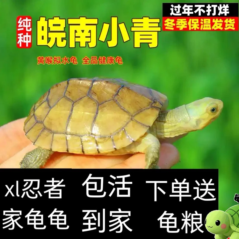 【xl忍者直播间专业链接】皖南三黄小青黄喉拟水龟，乱拍发龟粮