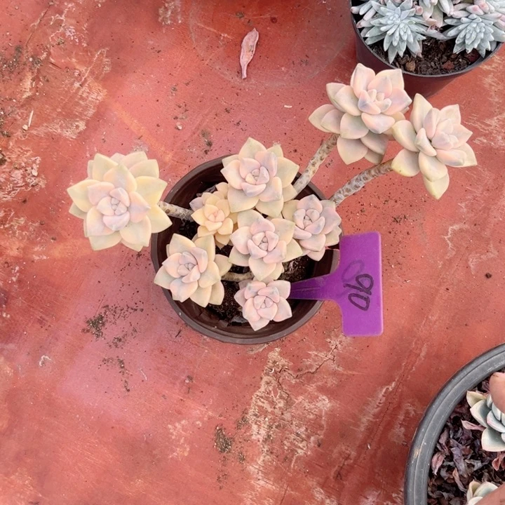 晨语多肉一物一拍90