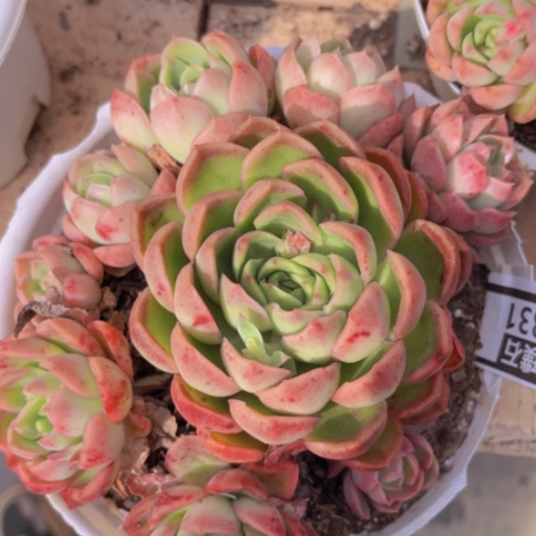 【闪购商品】月宴0831