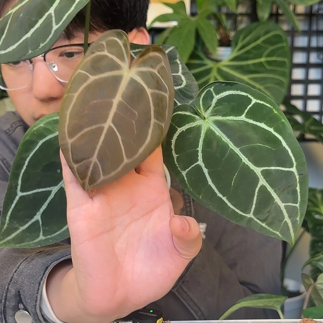 完全开放红水晶杂南美水晶J35