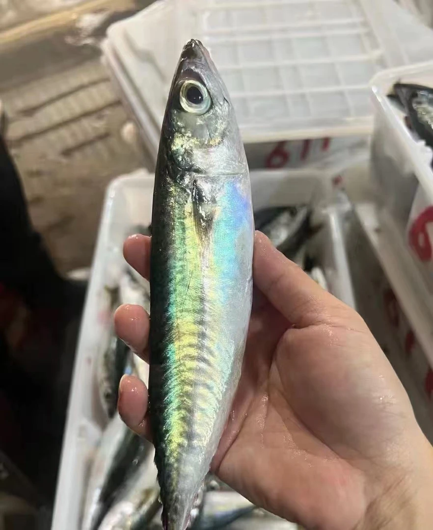 外罗鱼港新鲜天然花仙鱼