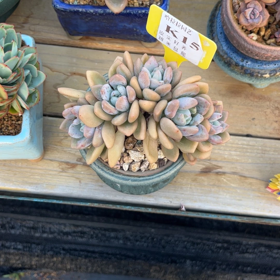 h*l多肉植物1111111111