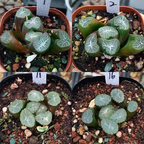 灵隐万象，Z1紫万象优选一物一拍十二卷多肉植物带盆发货2月23号更