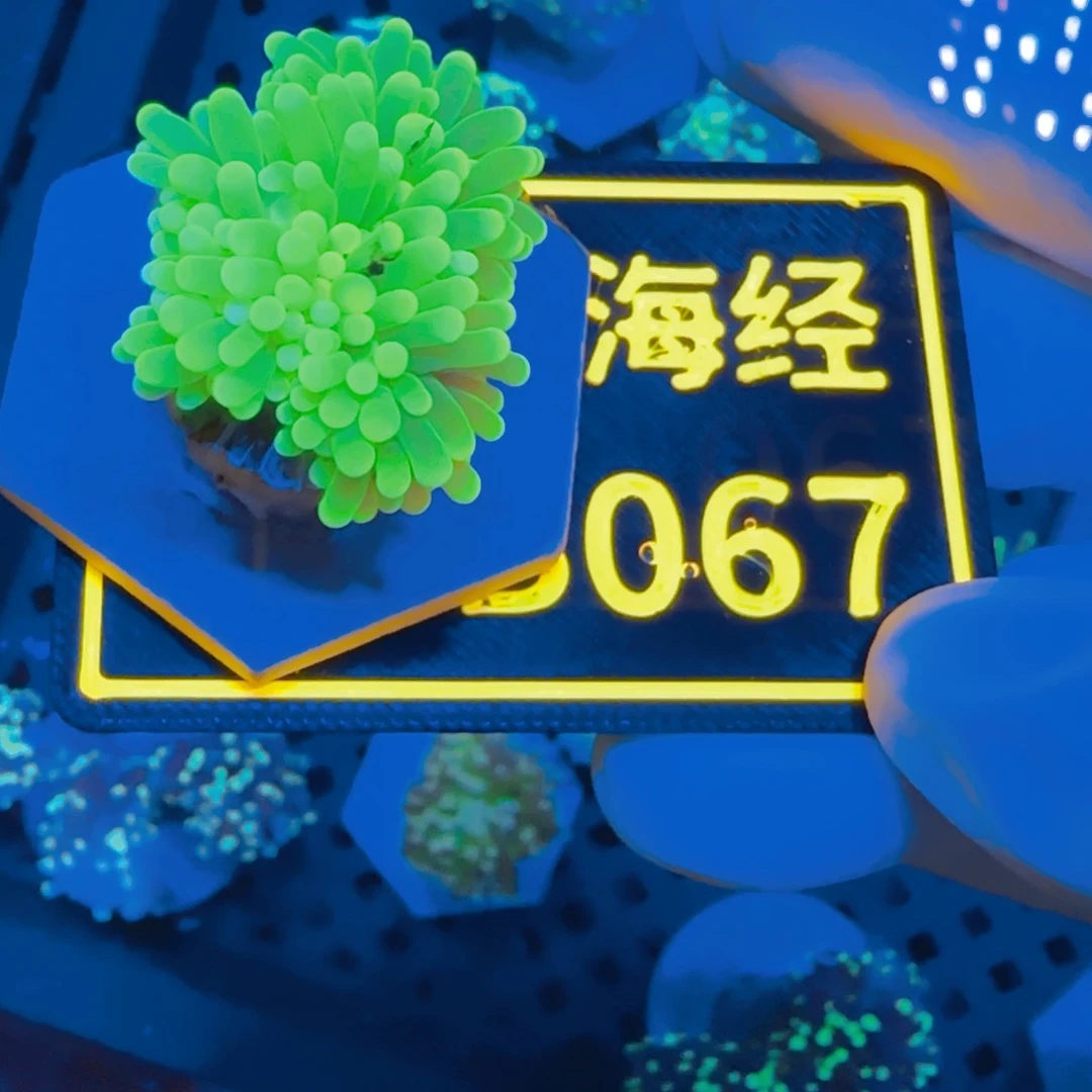 大***叔纽扣珊瑚晓晓不包邮露骨脱藻绿火柴B067
