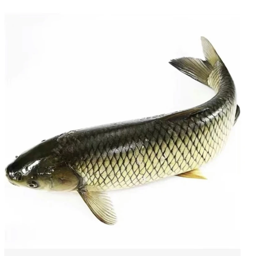 草鱼黑皖鱼淡水鱼水族活体养殖可食用包邮宠物观赏鱼
