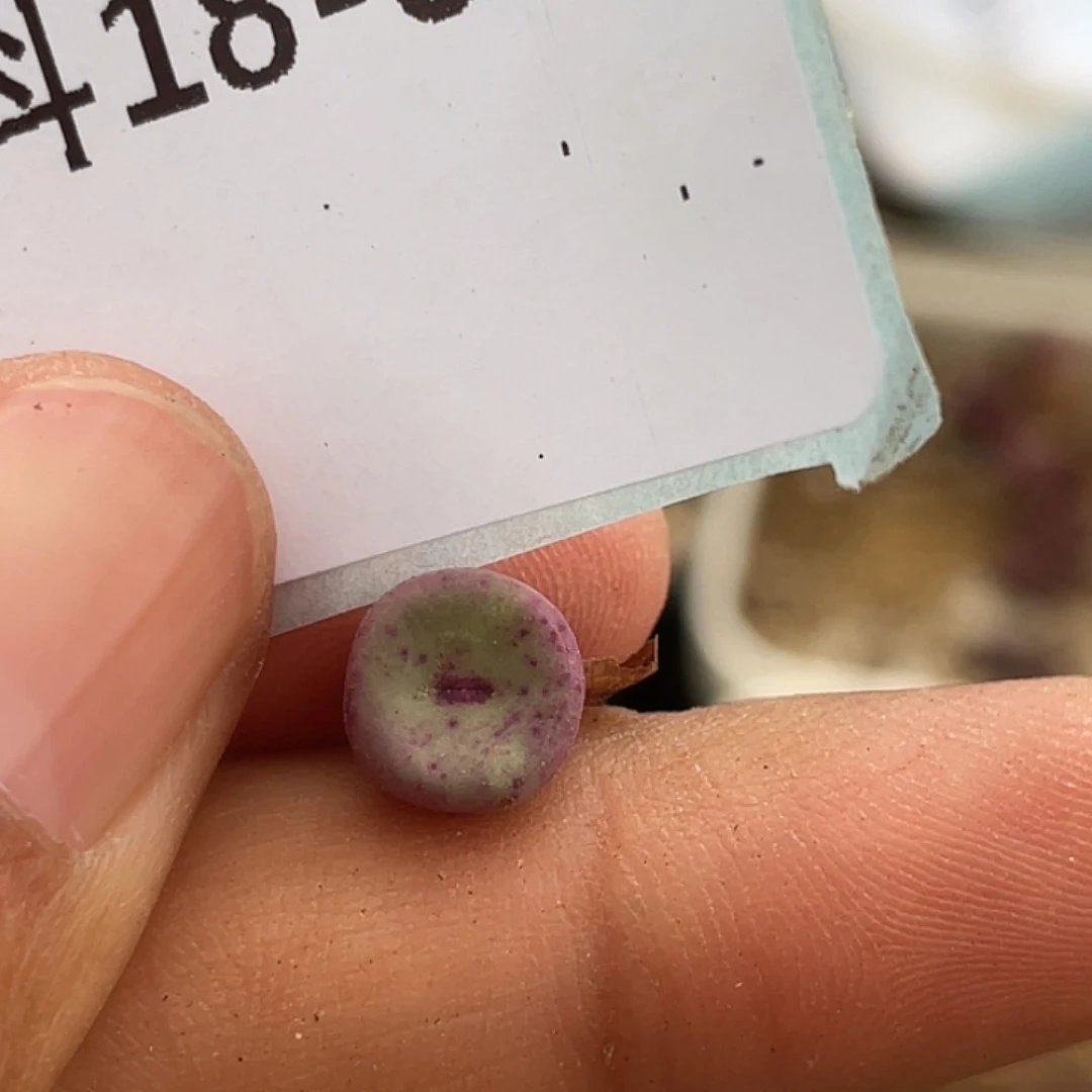 18-38嘴427多肉植物