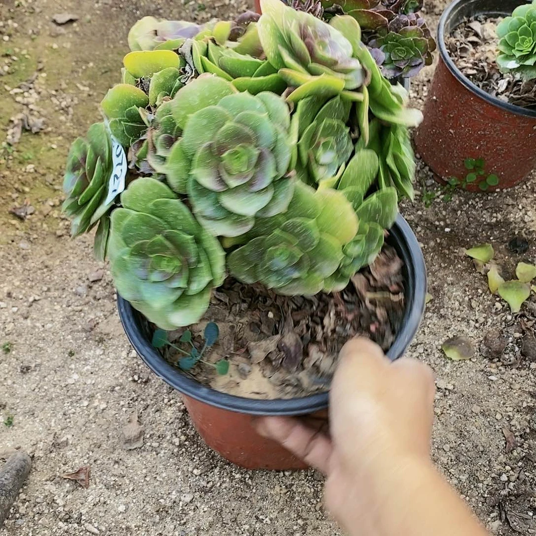 727号柠檬玫瑰多肉植物