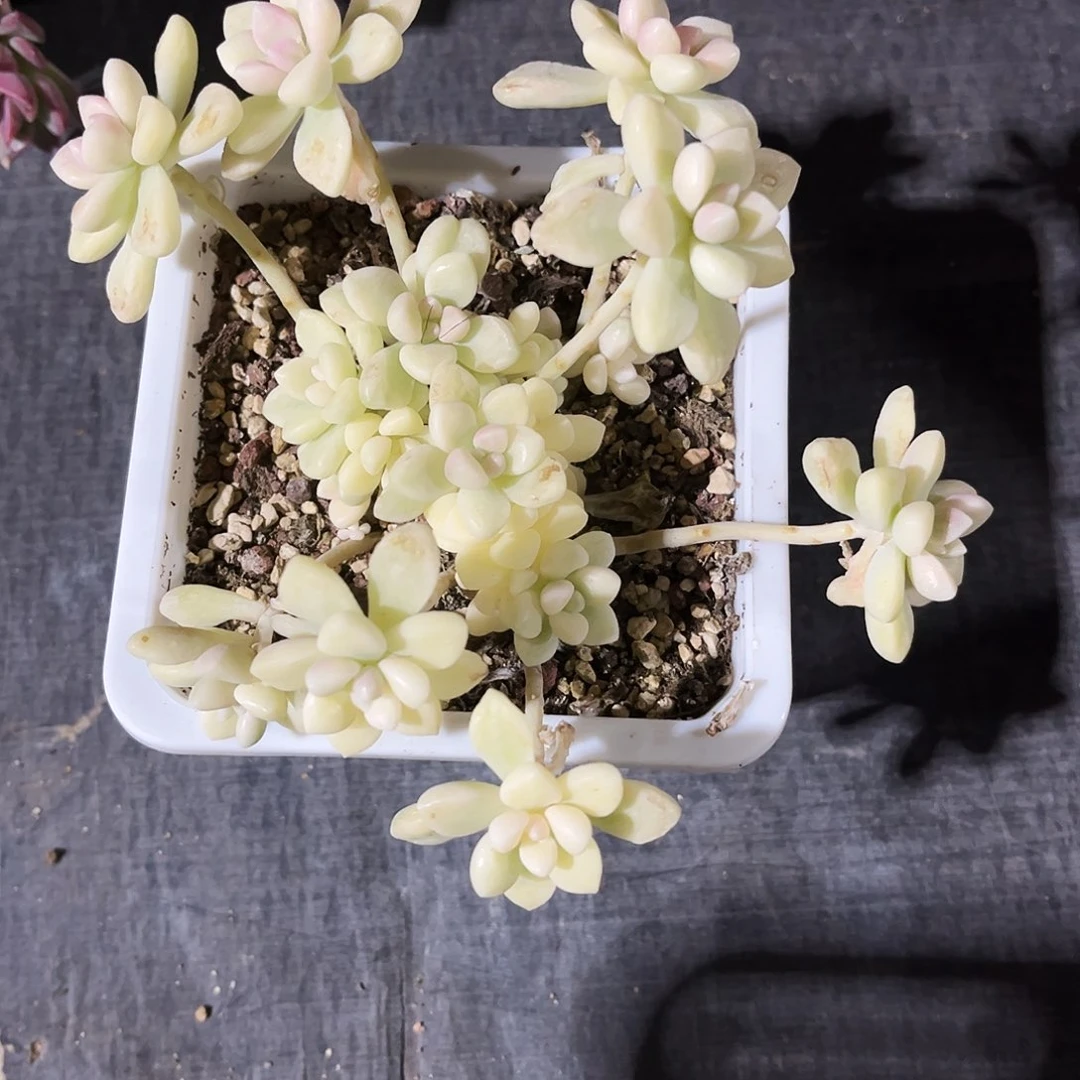 听**.53多肉植物提取萃取剂