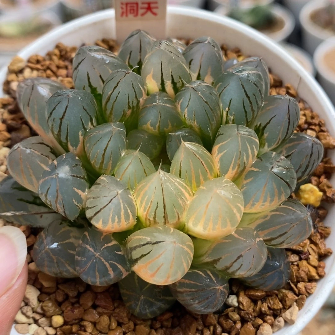 41霓虹灯玉露锦一物一拍