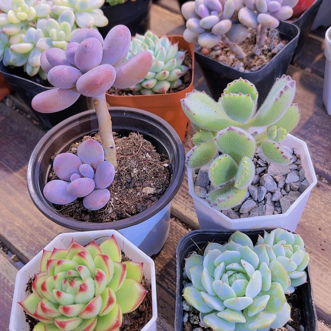 芭比➕月亮石➕熊童子➕静夜