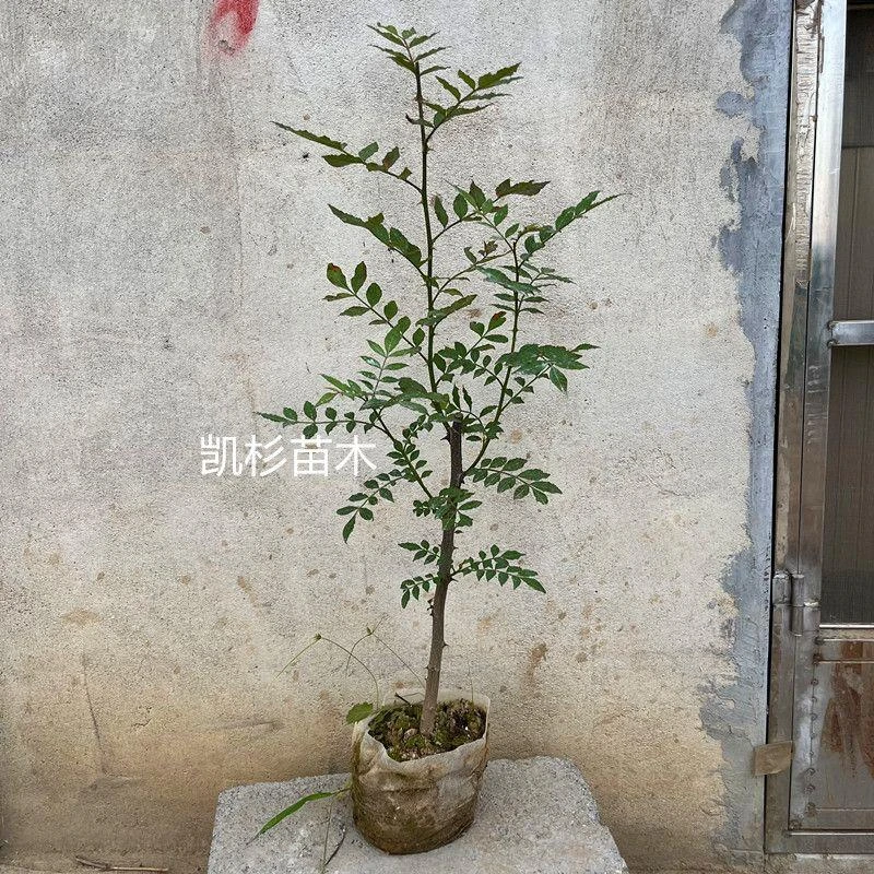 花椒苗带土带叶当年结果盆栽地栽南方北方种植四川麻椒当年结果