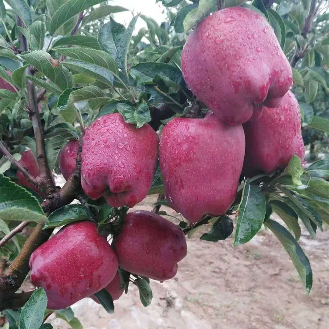 【小林子助农】甘肃天水花牛苹果新鲜当季水果脆粉两吃香甜