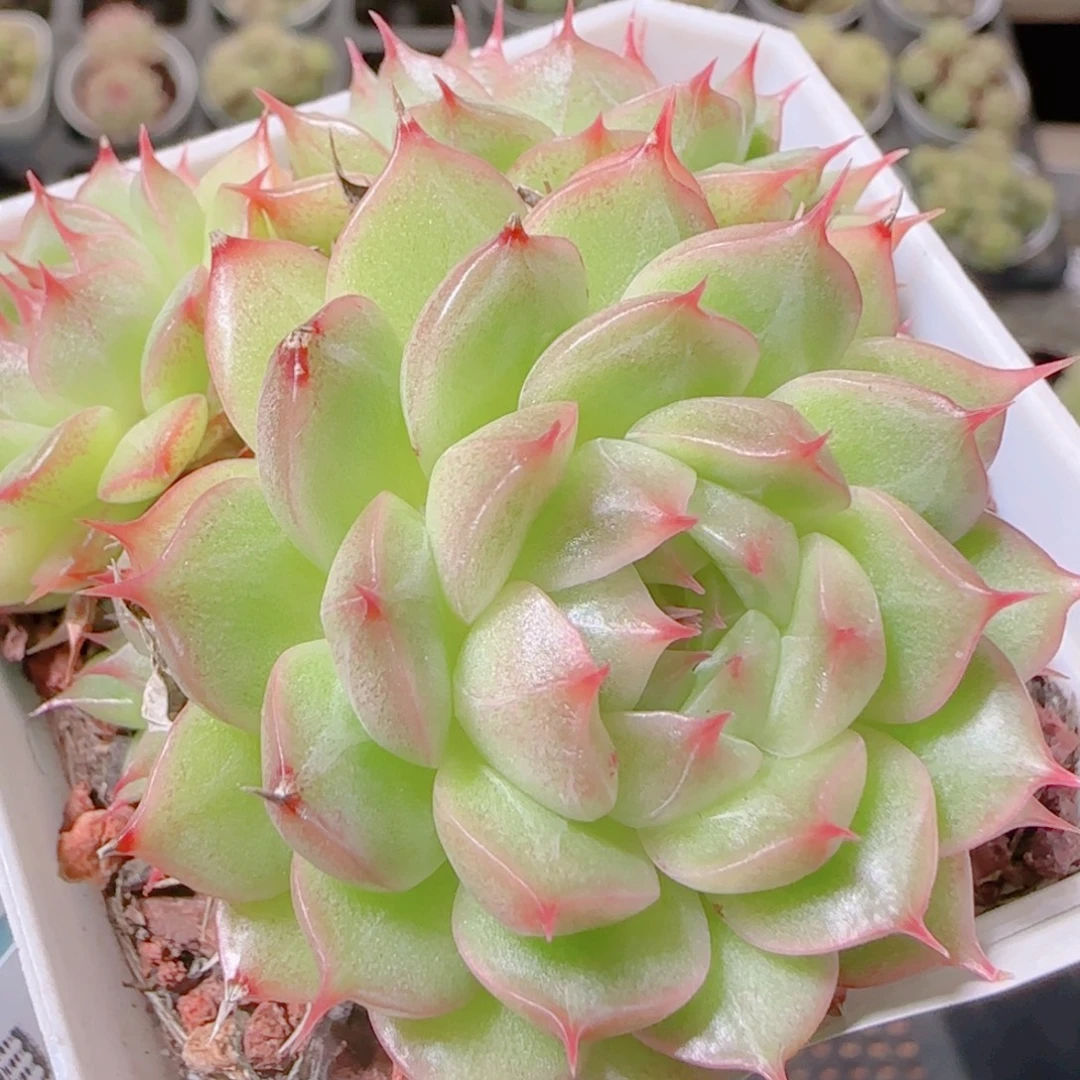 花语逸镜1106-249散海王