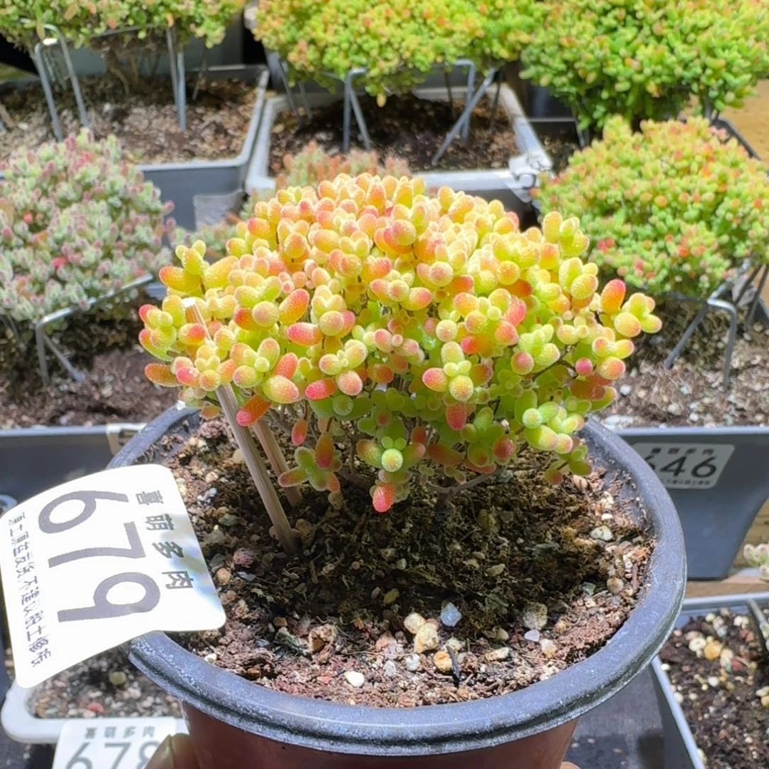 枝干番杏蜜桔糖球679