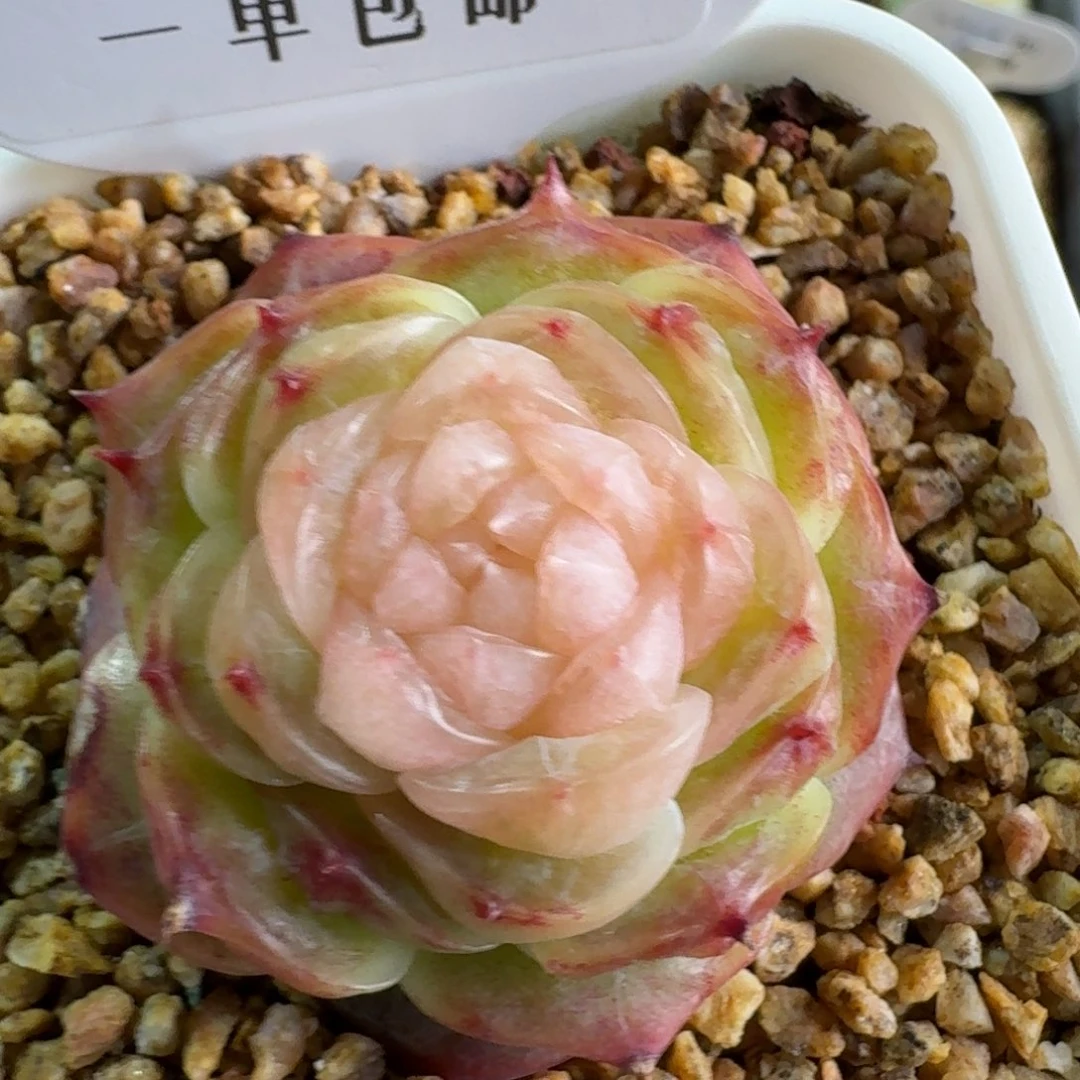 噼****蕉060-萤石珍妮单头一颗