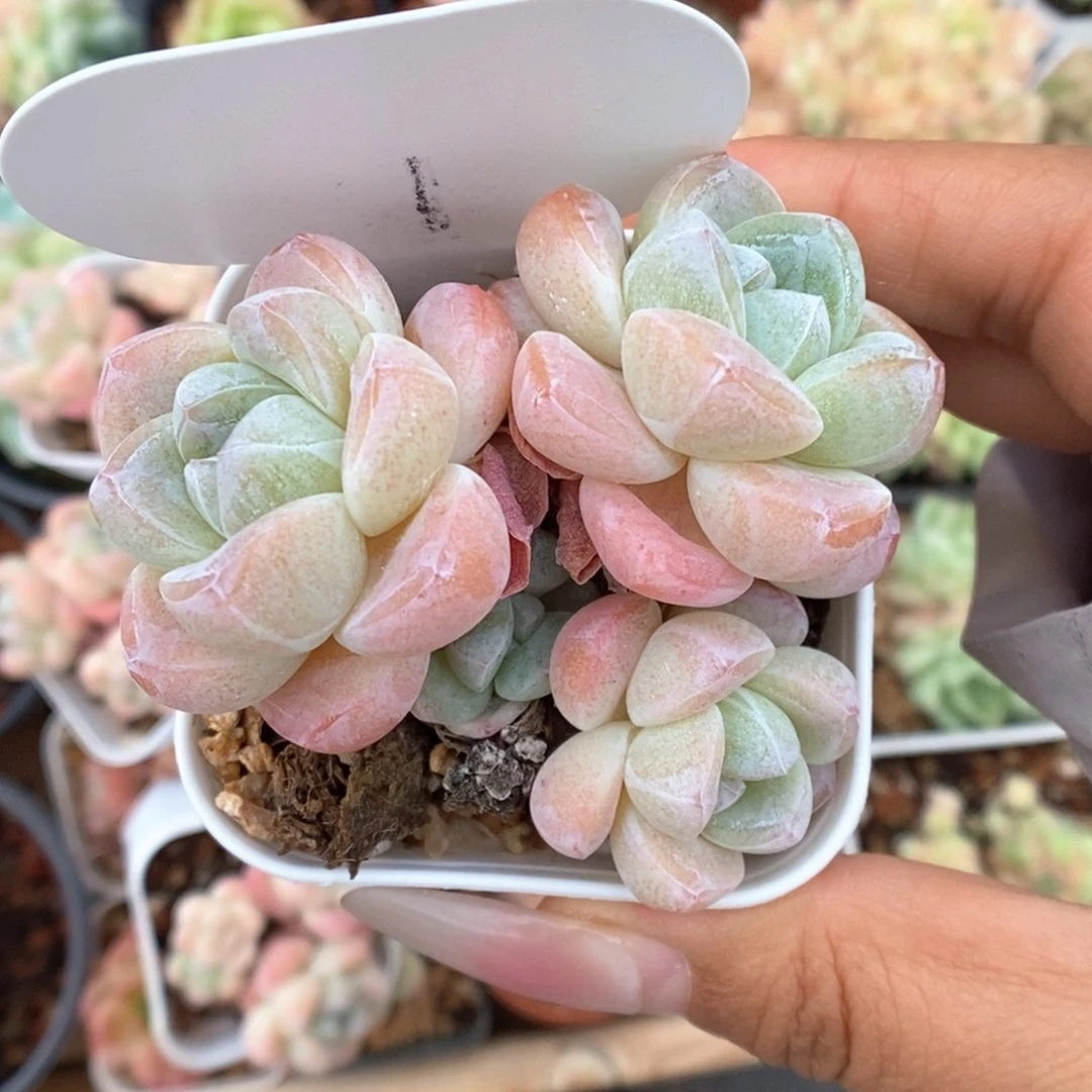 小***悠冰玉可拍1号。