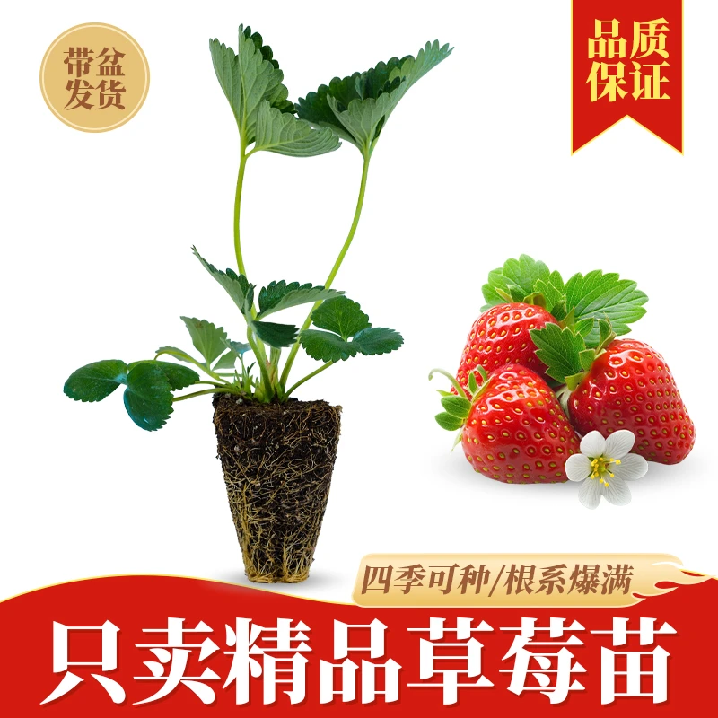 【基地直发】新手草莓秧苗红颜草莓苗盆栽家庭阳台种植奶油红颜地栽
