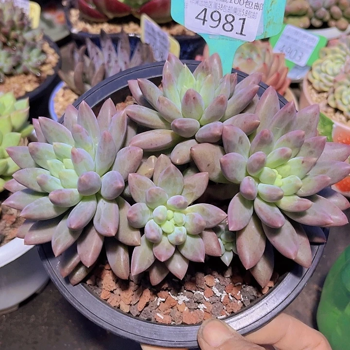 4981水晶球。