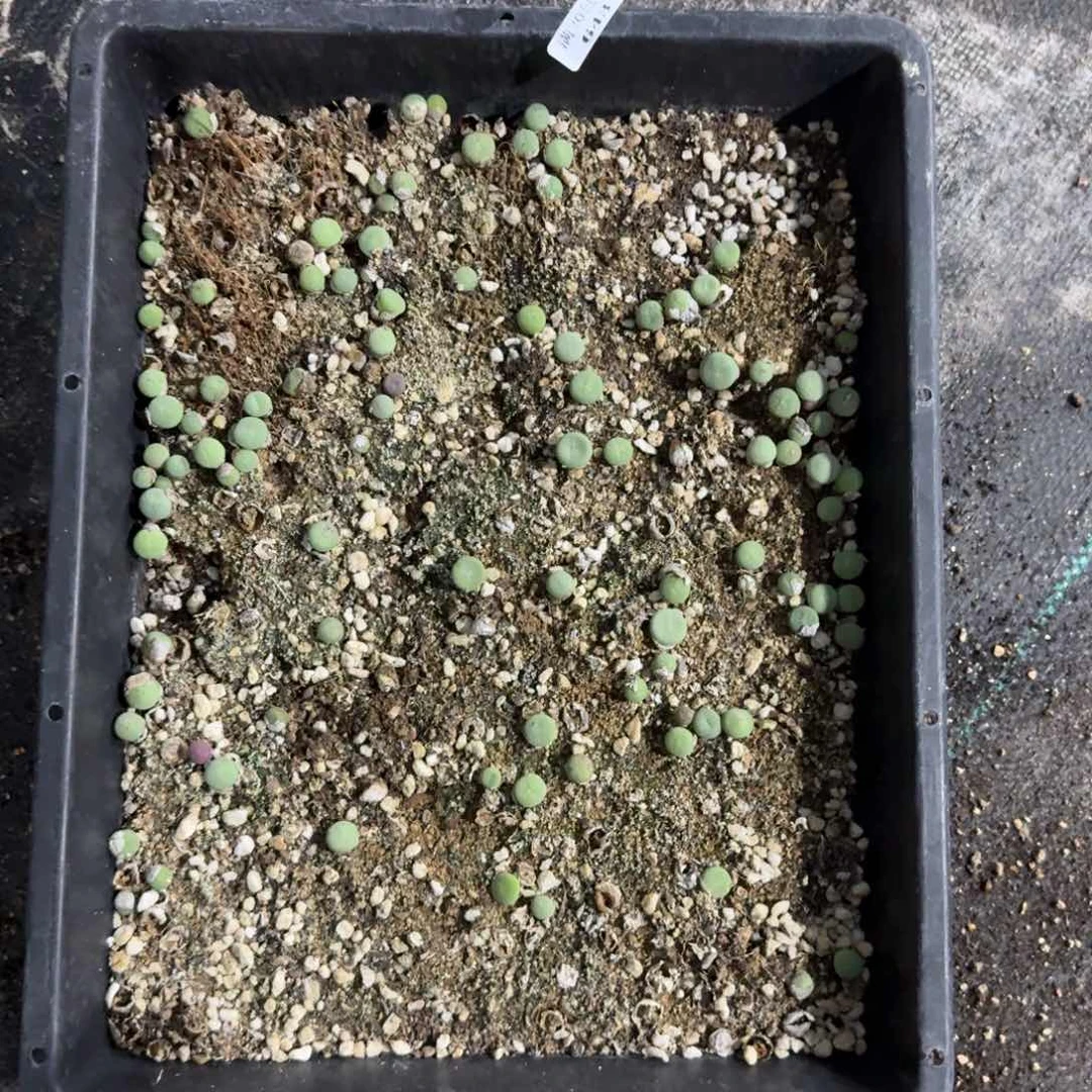 643。嘴清框福利。脱土发货
