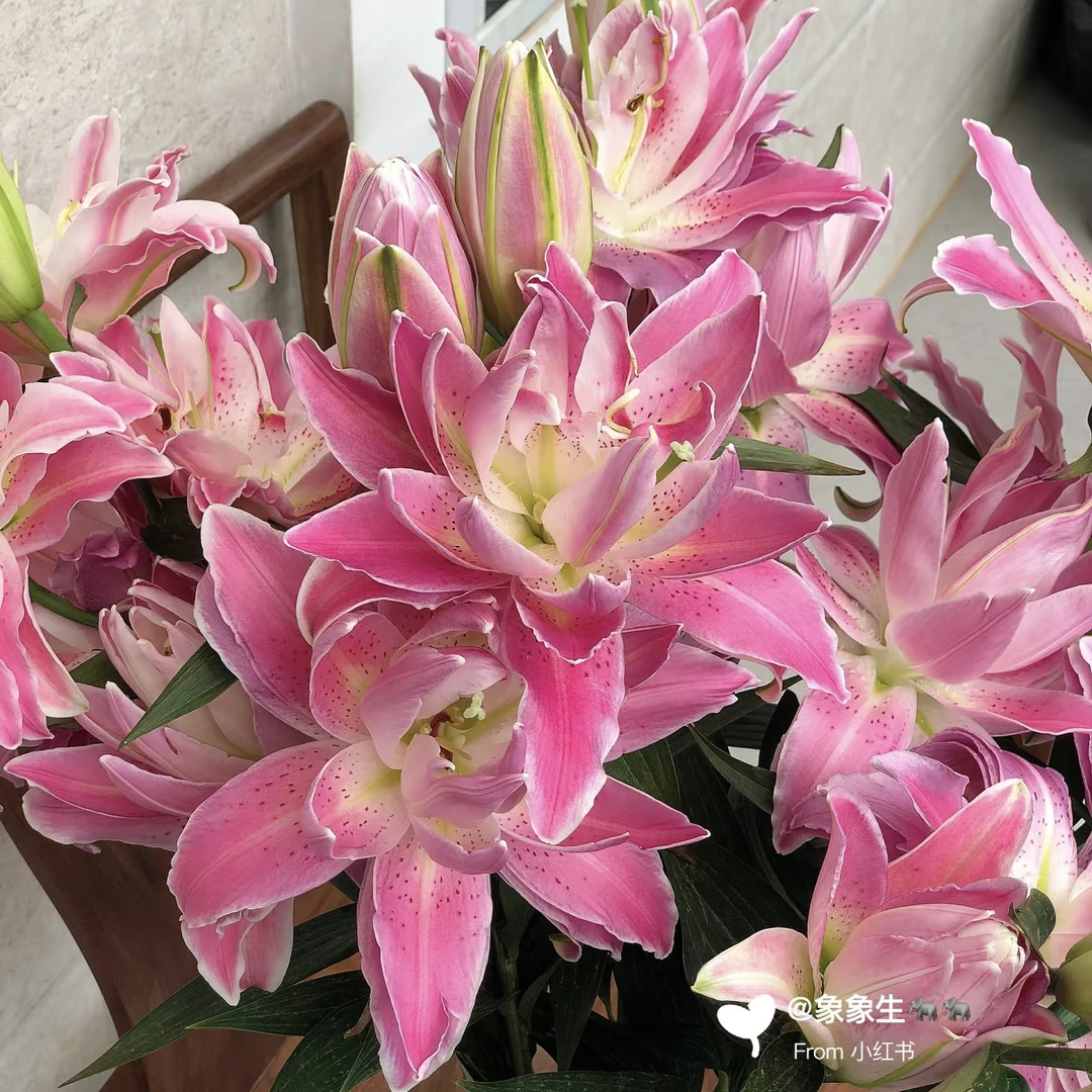 【特福】进口重瓣百合种球紫莲花 多年生 开花对版 1球装