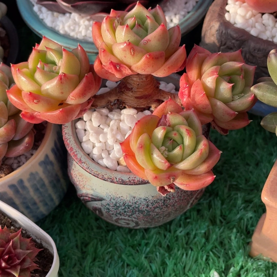 冰城多肉植物盆栽多肉