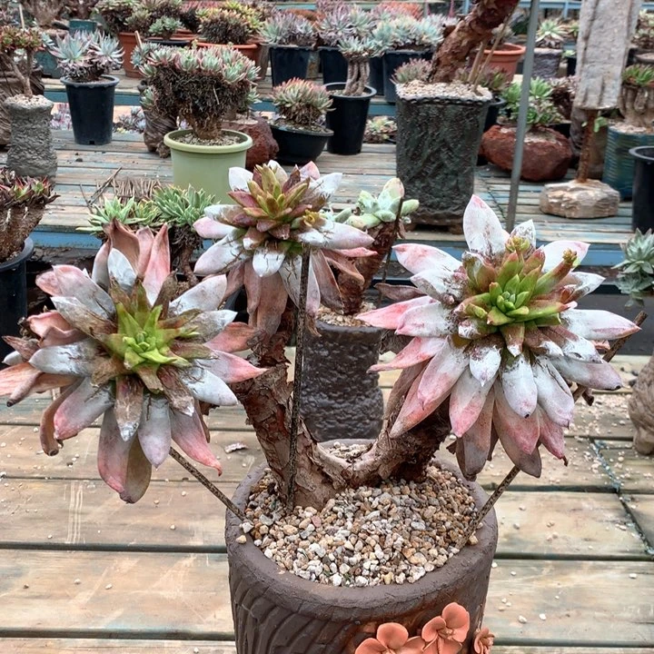 吾*拇指瑕疵出，多肉植物