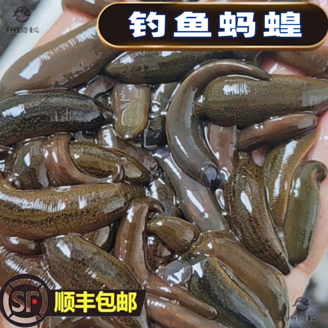 【川渝专供】人工养殖蚂蟥钓鱼适用于江钓江团鲶鱼黄辣丁石扁头甲鱼