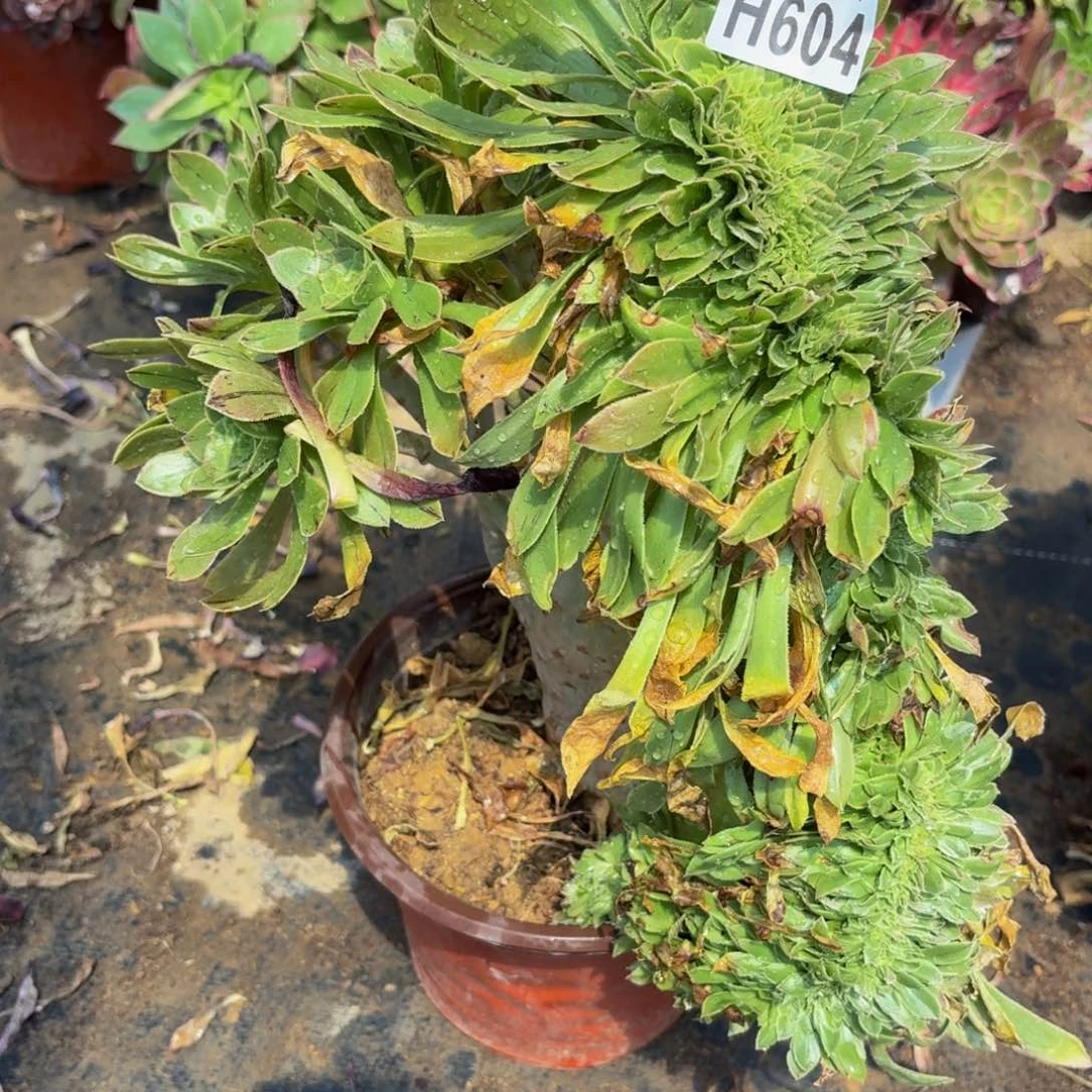 无花朵604多肉植物捧花的