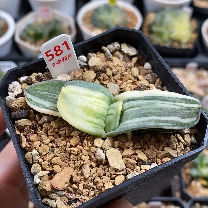 581卧牛锦一物一拍即合