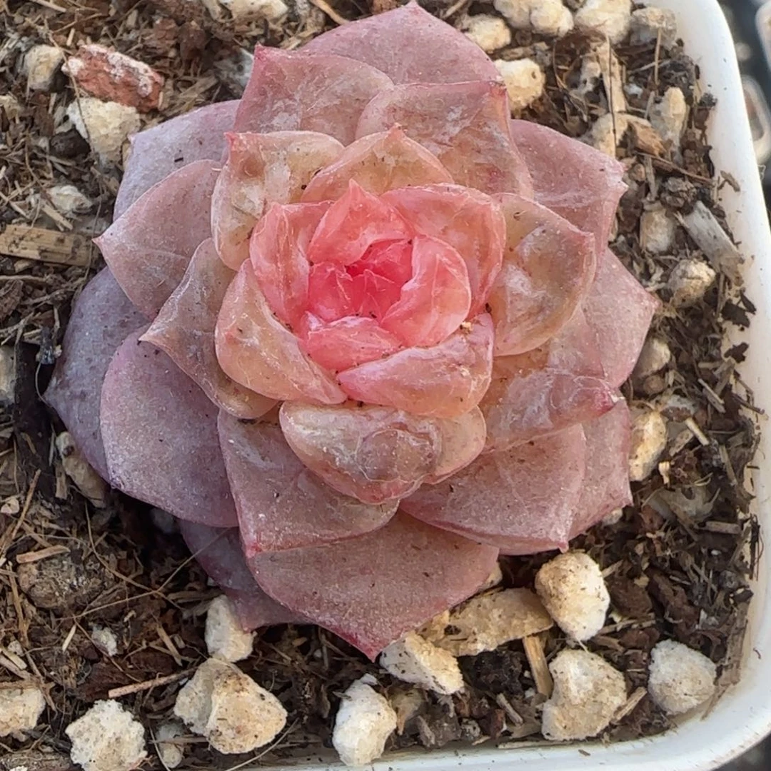 多肉小卡拉米糖心一物一拍