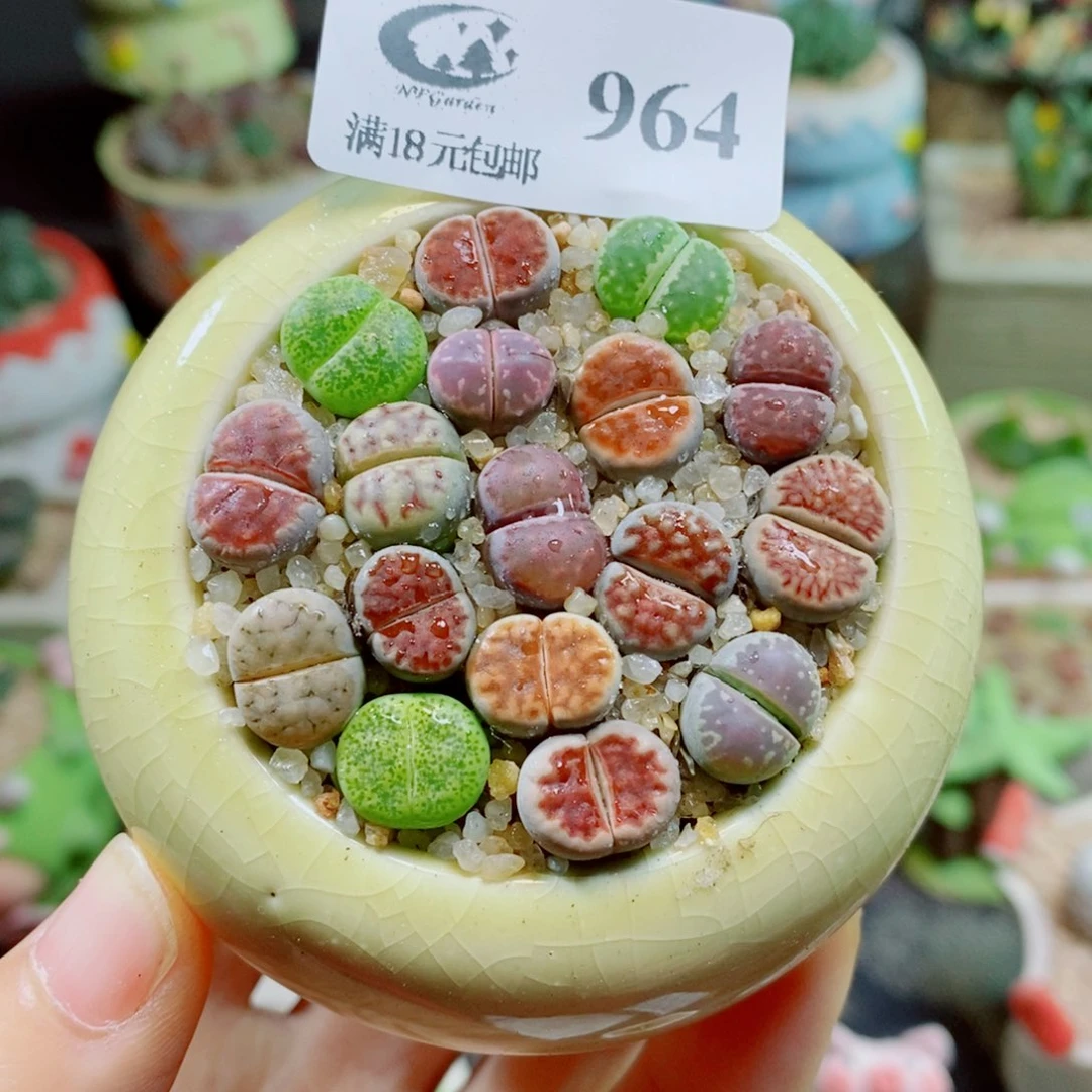 生石花花花花花花花964