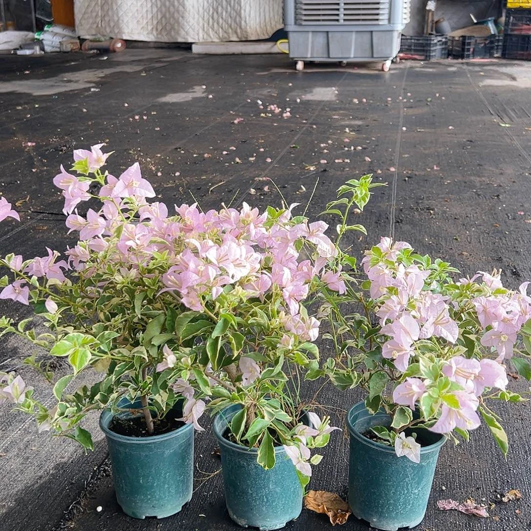 当前无花栽培后可以开花花叶苹果花掌中宝一颗