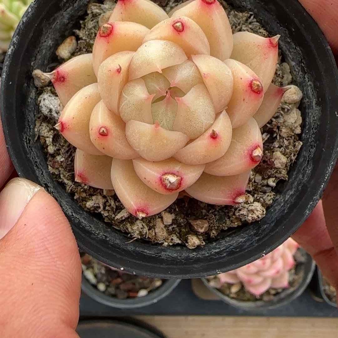 一物一拍麦秆珍妮03001