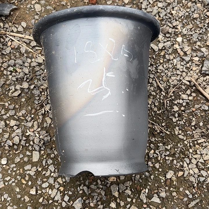 微瑕金钟口径18高度20