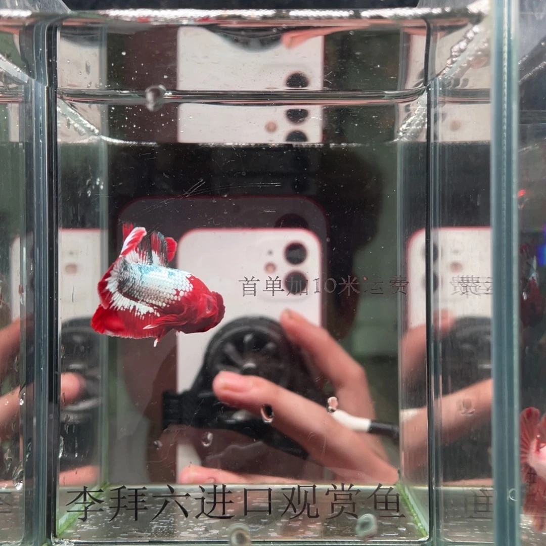 斗鱼印尼精品斗鱼12