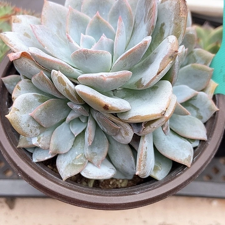 多肉植物白茶群1140