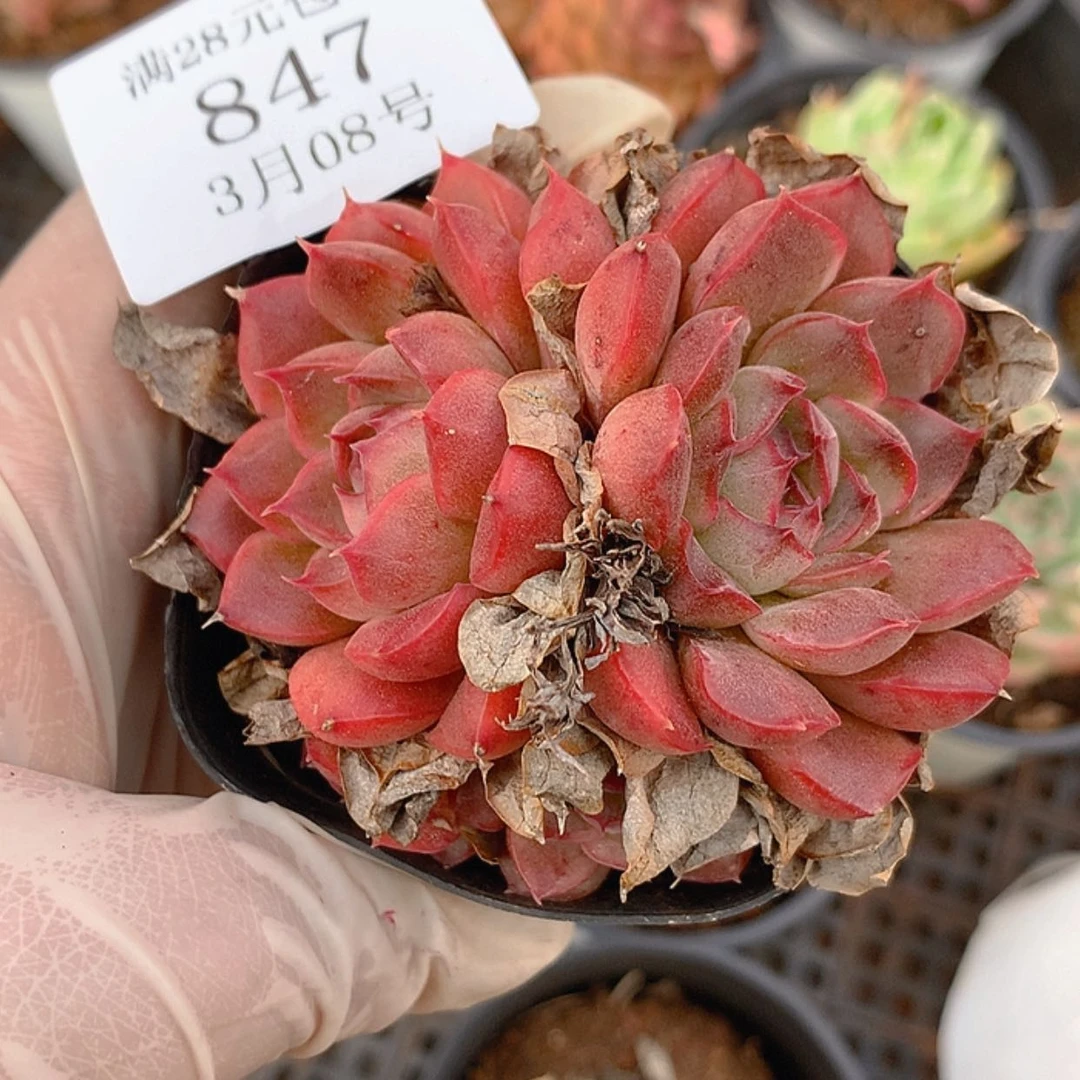 【闪购商品】云847