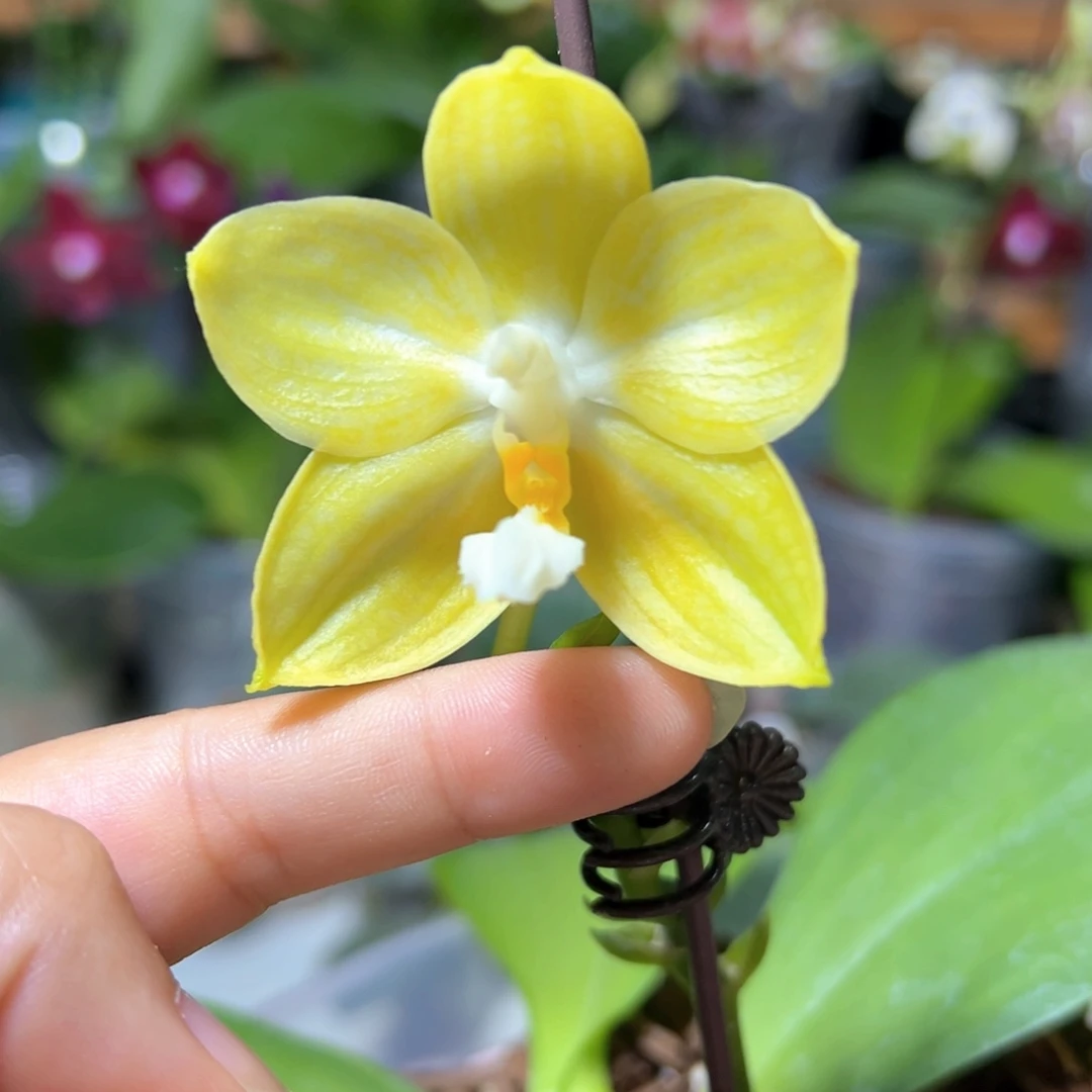 大部分花苞少量开放金色光芒