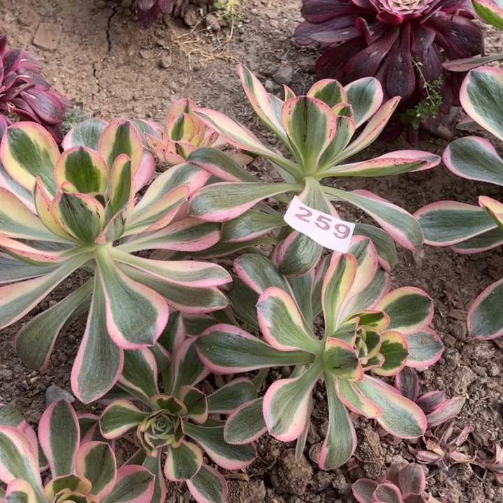 燕姿锦259不包断枝