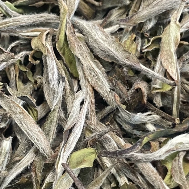 2018年生态基地单株碳焙荒野牡丹王