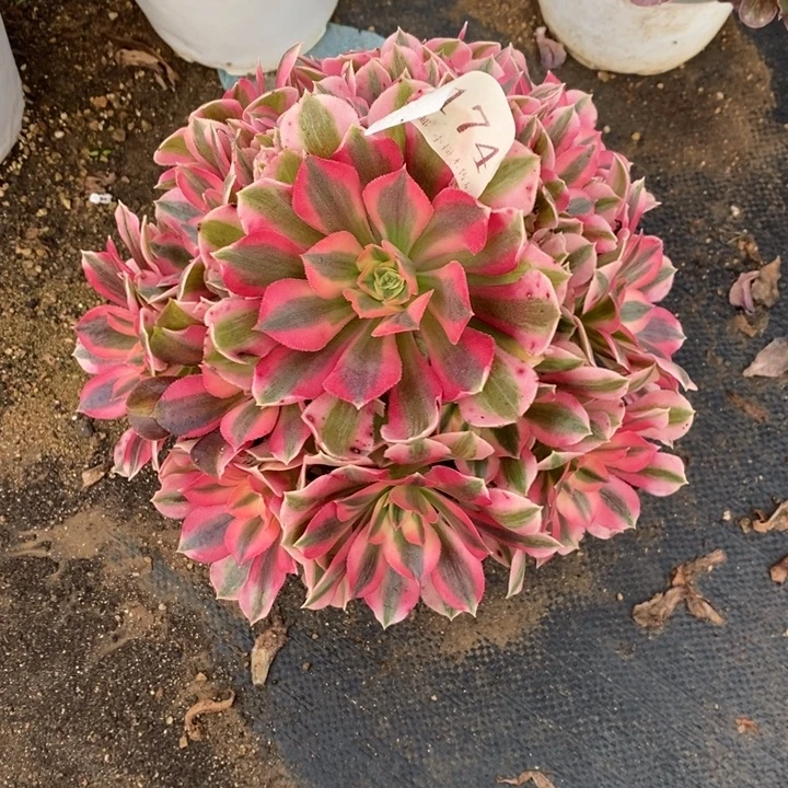 174粉女巫多肉植物