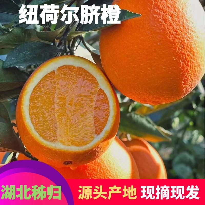秭归纽荷尔香橙现摘新鲜橙子批发薄皮多汁秋冬脐橙整箱应当季水果
