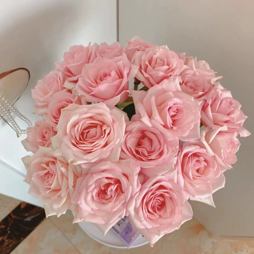 【植迷不误】梦雪玫瑰 稀有玫瑰 云南鲜花 基地包邮直发