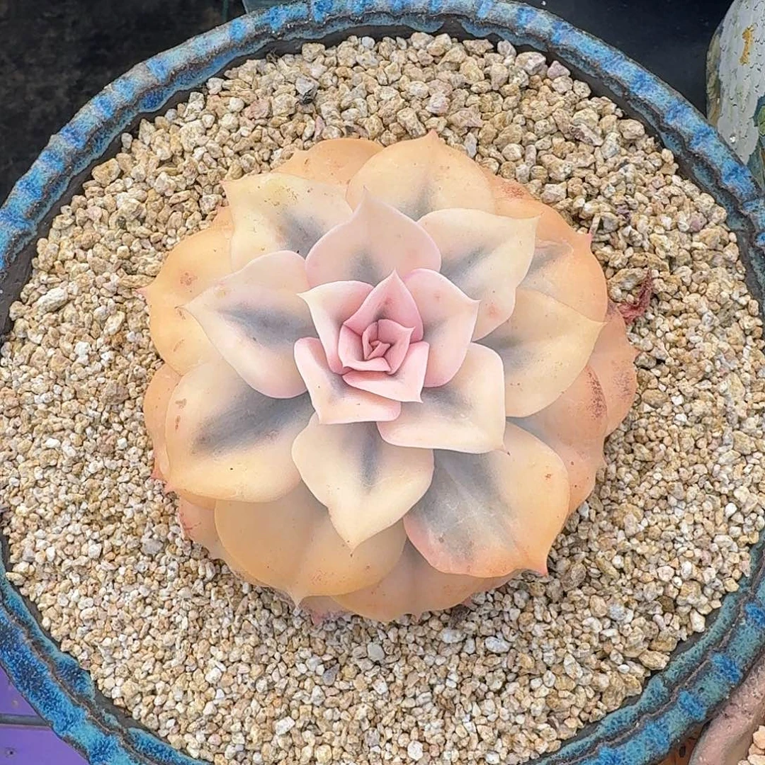 双子座锦 一物一拍