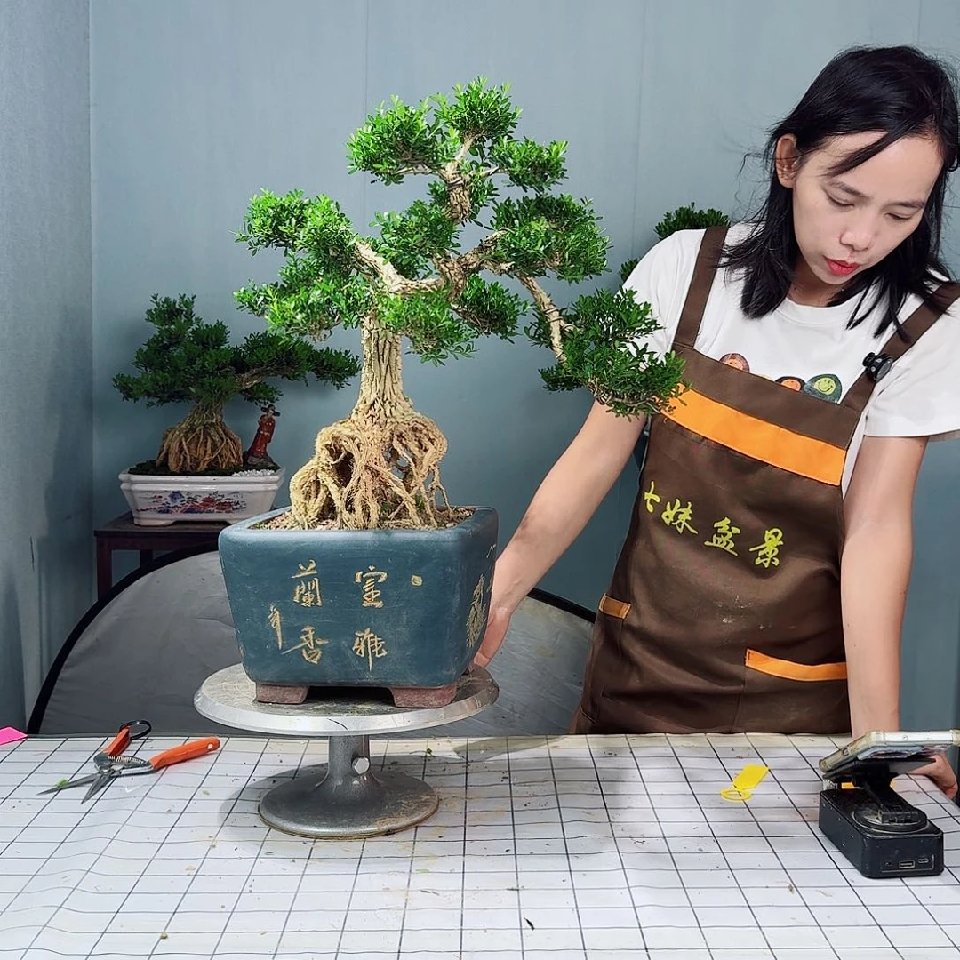 广东皱皮雀舌黄杨