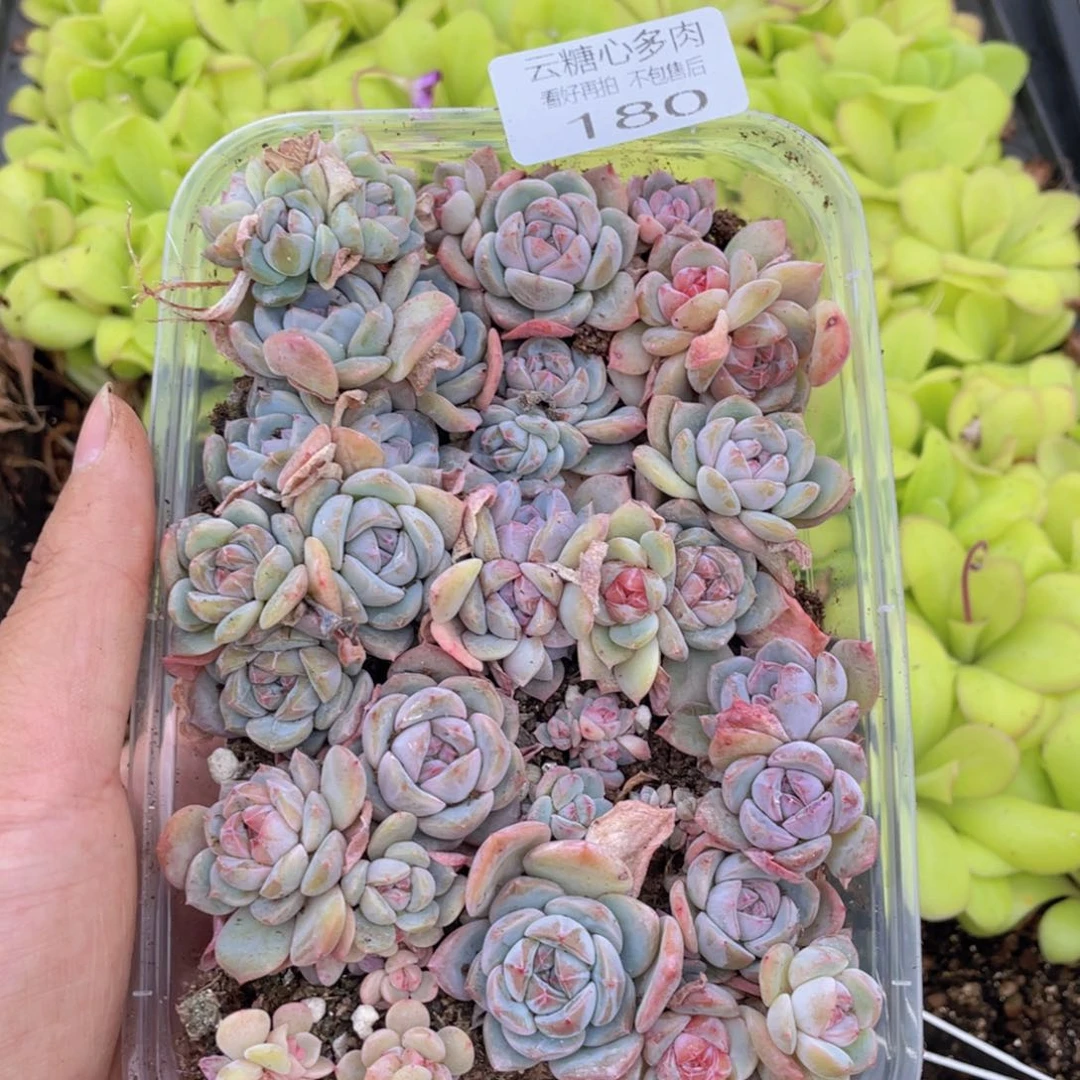 云糖心多肉植物180