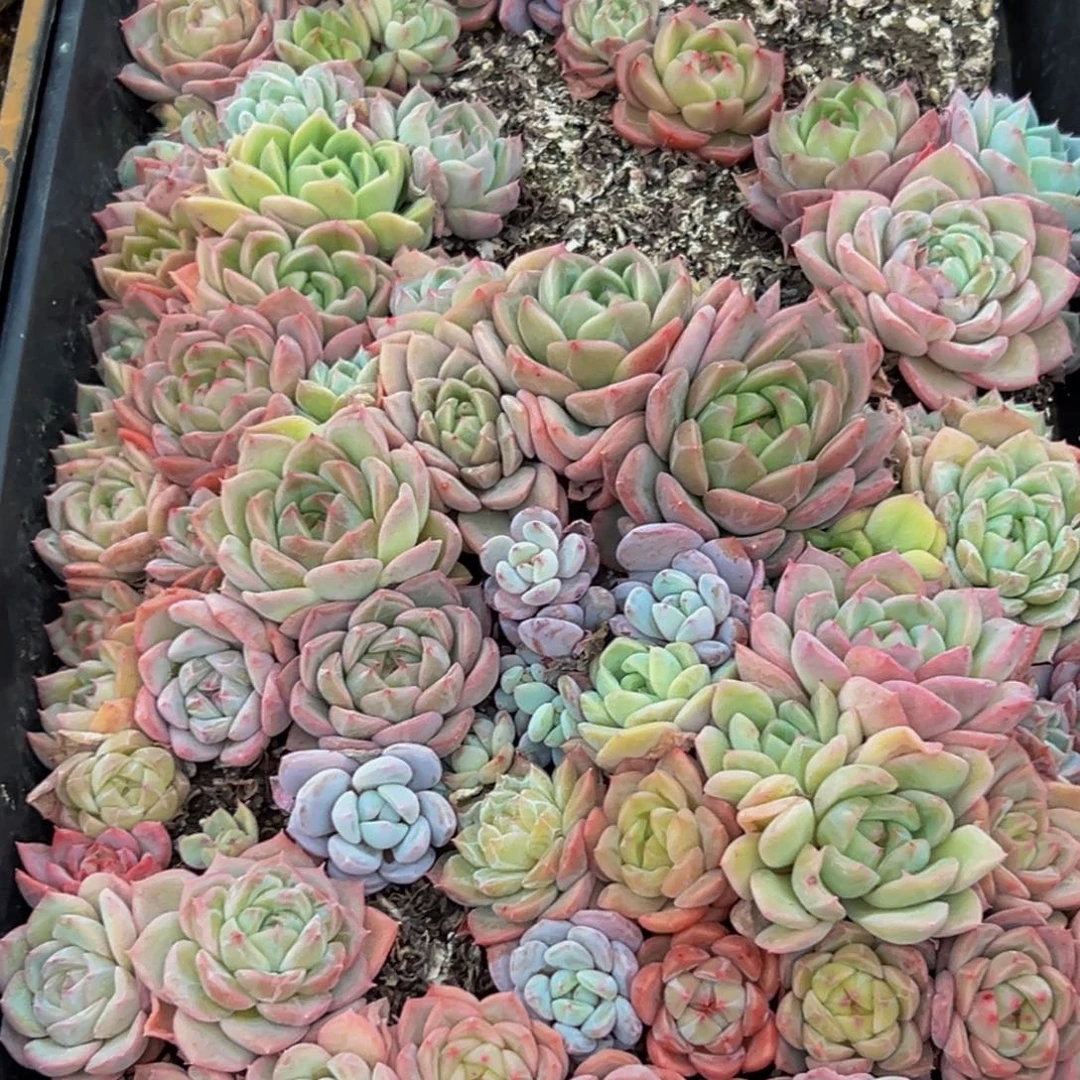 837多肉葡萄的味道是真的